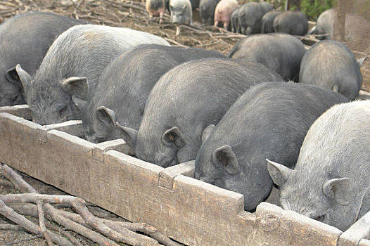 2021年2月28日上海市猪价查询_今日生猪价格是多少？