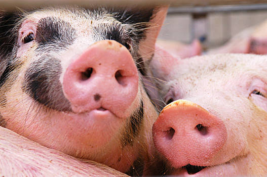 2021年5月31日贵州省猪价行情_今日生猪价格是多少？