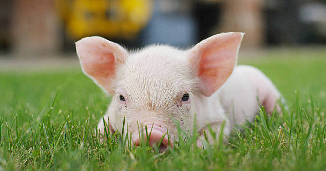 2023年7月21日陕西省猪价行情_最新猪价是多少？