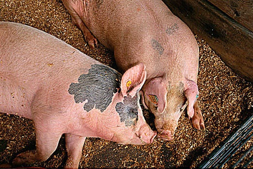 2022年8月2日安徽省猪价涨跌情况_最新生猪价格查询
