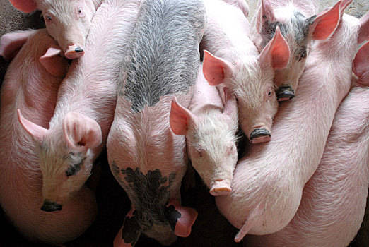 2023年2月3日吉林省猪价查询_今天猪价是多少？