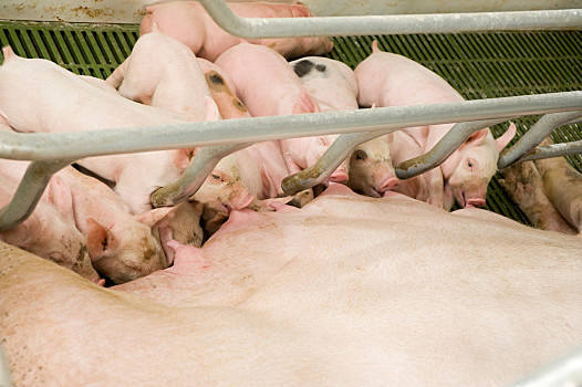 2022年12月4日安徽省猪价行情一览_最新猪价是多少？
