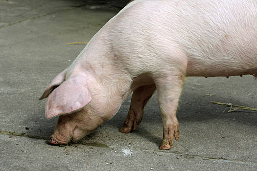 2021年2月16日吉林省生猪价格是多少？_今日猪价是多少？