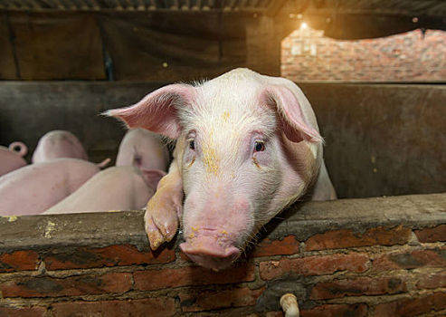 2022年1月29日陕西省生猪价格分析_今天猪价怎么样？