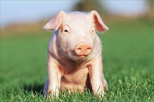 2021年7月22日吉林省生猪收购价_最新猪价信息