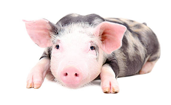 2021年1月10日全国生猪价格