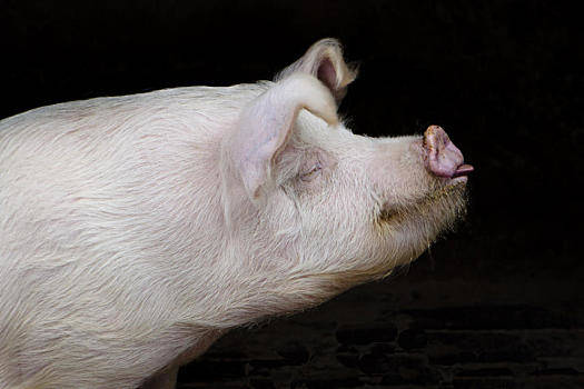 2021年3月6日山西省猪价是多少？_最新猪价分析