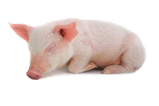 2022年1月1日全国生猪价格