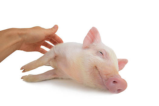 2020年10月12日北京市猪价行情_最新生猪价格查询