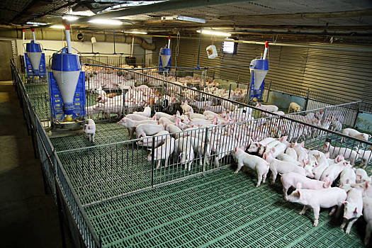 2023年1月15日全国生猪价格
