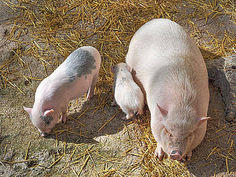 2022年4月14日山西省生猪价格查询_最新猪价是多少？