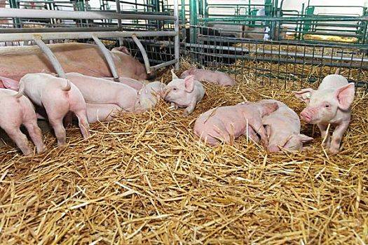 2022年5月27日吉林省猪价涨跌情况_今天猪价怎么样？
