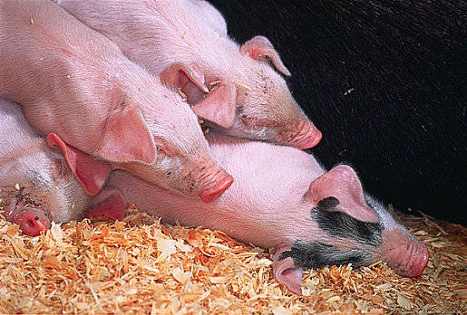 2022年1月4日陕西省生猪价格查询_最新生猪价格是多少？
