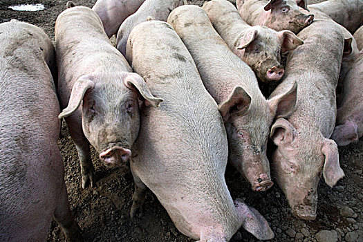 2022年11月28日河北省猪价行情_最新生猪价格是多少？