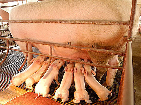 2023年6月2日福建省猪价行情_今日猪价是多少？