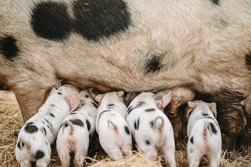 怎样提高母猪产仔率