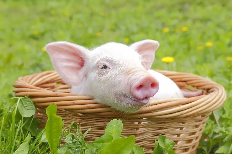 猪不吃食