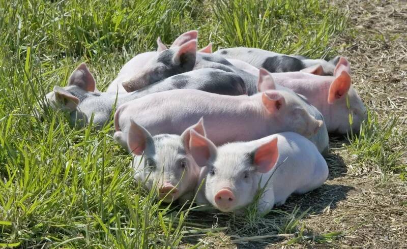 对于猪传染性胸膜肺炎，应当加强饲养管理