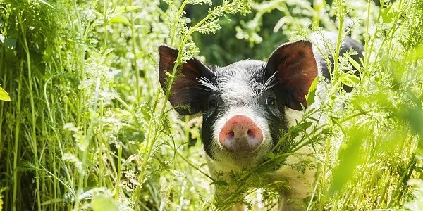 猪疥螨病的防治措施