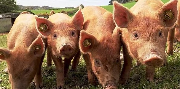 预防蓝耳病需要对猪场进行科学管理