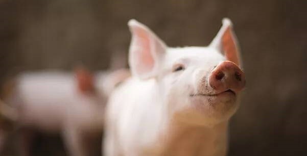 猪传染性胃肠炎的治疗方案