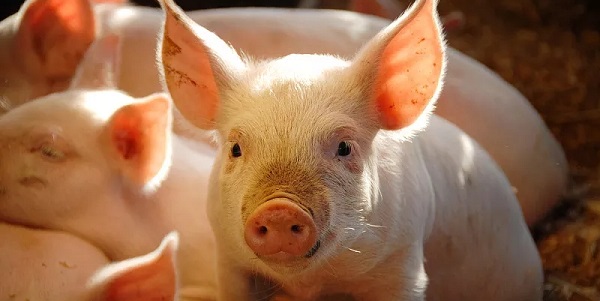 猪有机磷中毒