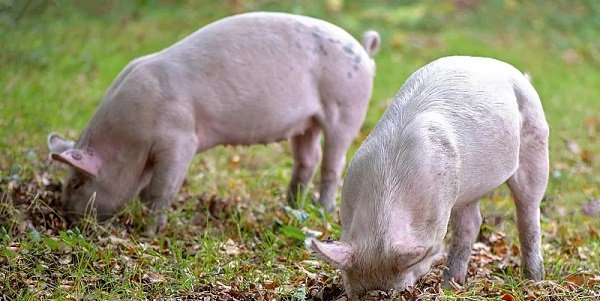 持续高温对猪的影响