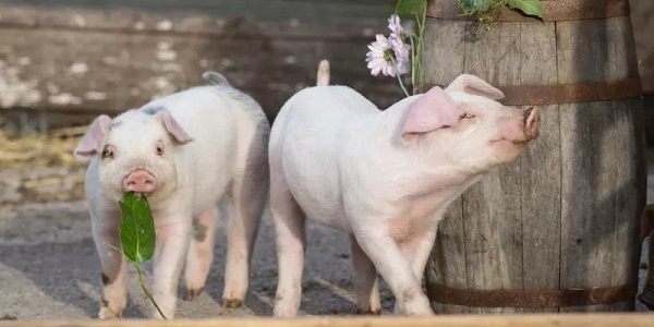 猪繁殖障碍病