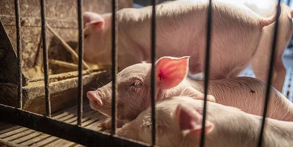 猪猪有机磷中毒