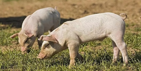 猪繁殖与呼吸综合征