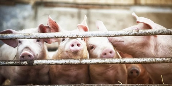 猪营养代谢病