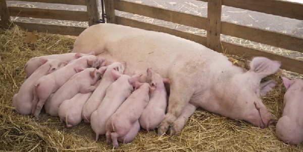 母猪产子率低