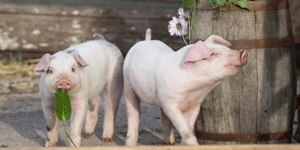 猪脓肿病