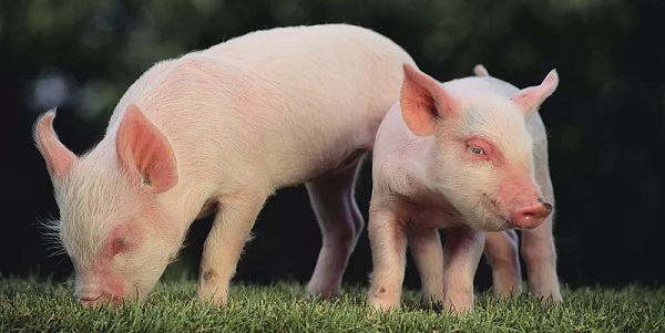 猪繁殖障碍疾病