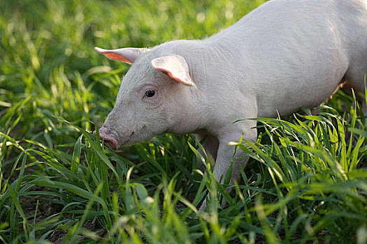 2022年11月23日内蒙古生猪价格分析_今天猪价是多少？