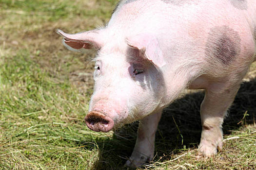 2022年7月31日山西省猪价分析_今日生猪价格是多少？