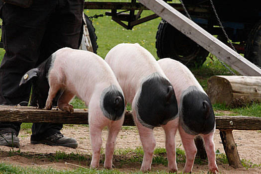 2022年11月19日湖南省生猪收购价_最新生猪价格是多少？