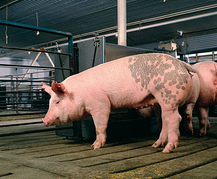 2022年11月19日全国生猪价格