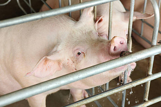 2022年1月14日安徽省生猪价格查询_今日生猪价格是多少？