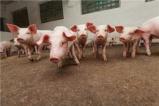 2022年1月11日海南省猪价表_今日猪价涨跌情况