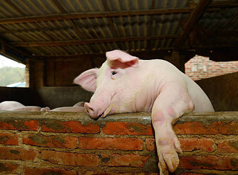 2022年1月3日甘肃省猪价行情一览_最新猪价是多少？