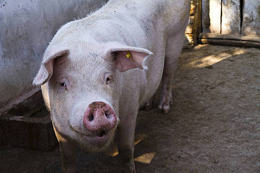 2022年1月7日山西省猪价是多少？_最新生猪价格是多少？