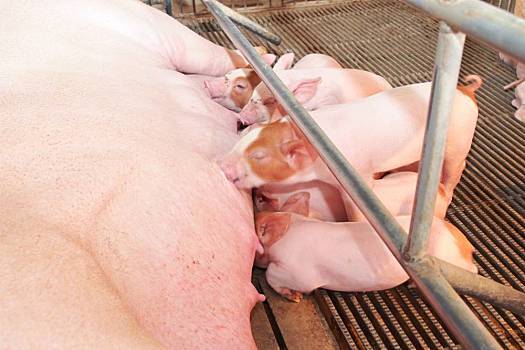2022年6月24日安徽省生猪收购价_最新猪价是多少？