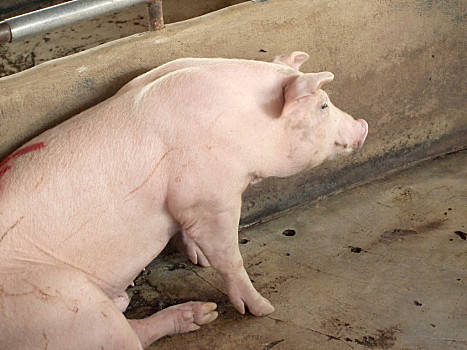 2022年6月24日吉林省生猪价格行情表_最新生猪价格是多少？