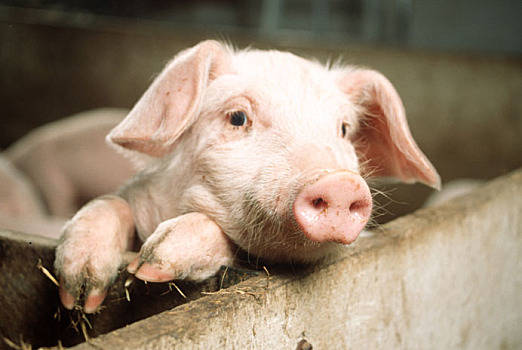 2022年7月31日全国生猪价格