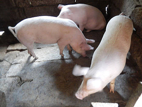 2022年11月20日海南省猪价涨跌情况_今日猪价是多少？