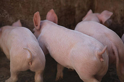 2022年1月10日全国生猪价格