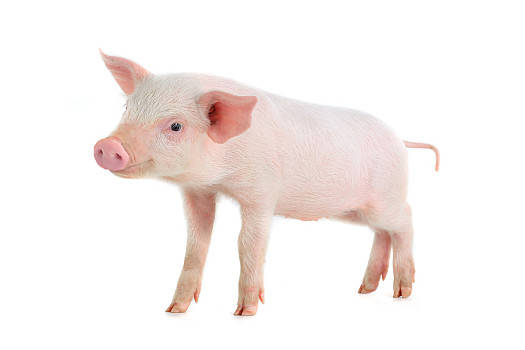 2023年7月20日内蒙古生猪收购价_今日猪价信息
