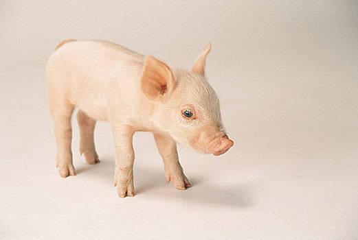 2023年3月8日甘肃省生猪价格分析_今日生猪价格是多少？