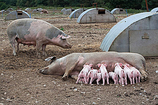 2022年1月6日河北省猪价走势_最新生猪价格是多少？